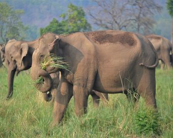 Elephant eating grass at jim corbett national park