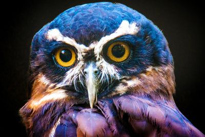 Close-up portrait of owl