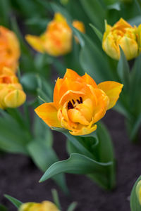 Close-up of yellow flowering plant