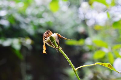 Close-up of insect on plant