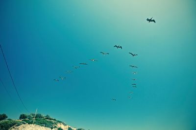 Flock of birds flying against clear blue sky