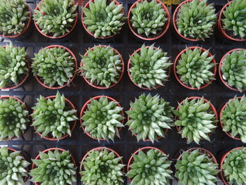 Full frame shot of plants