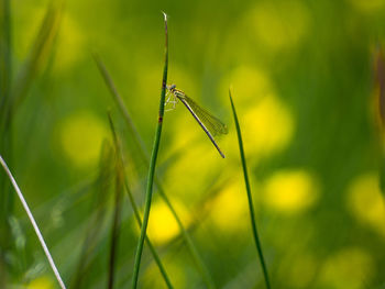 Close-up of insect on grass