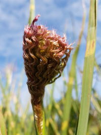 Close-up of red flowering plant on field