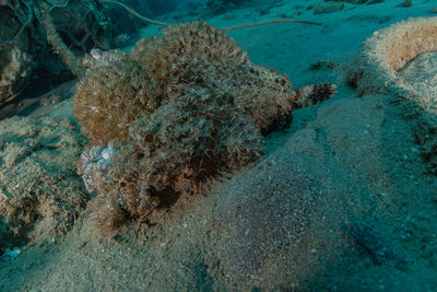 View of fish underwater