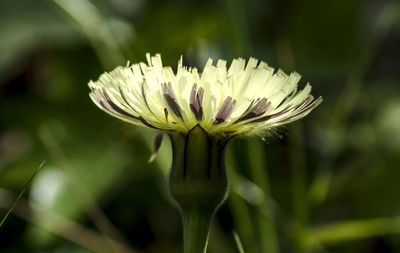 Close-up of flower against blurred background