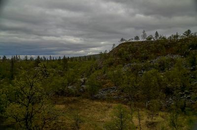 Plants growing on land against sky