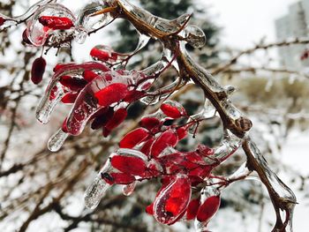 Close-up of tree during winter