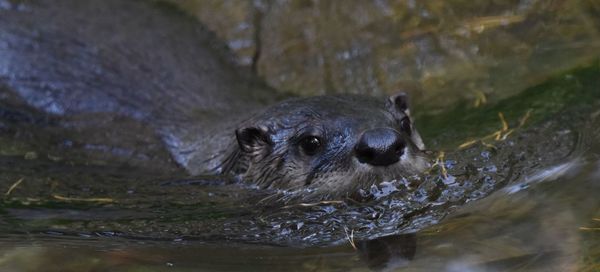 Close-up portrait of a swimming in lake