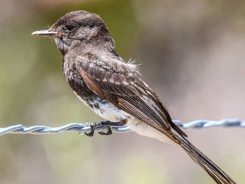 Close-up of bird perching on branch