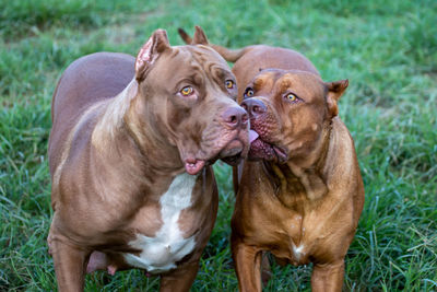 View of two dogs sitting on grass