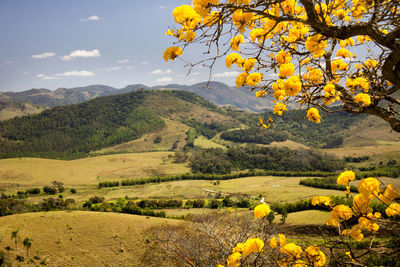 Scenic view of agricultural field against sky