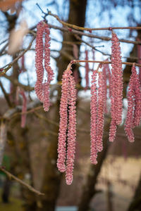 Close-up of red flowering plant hanging on tree