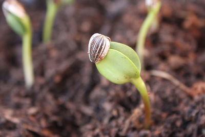 Close-up of plant growing on field