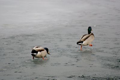 Two ducks swimming in water