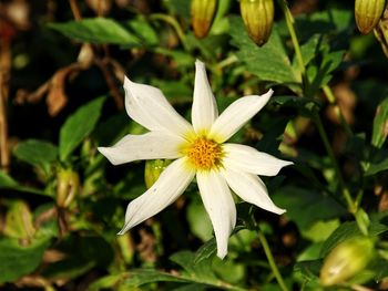 Close-up of white flower blooming in garden