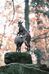 Klipspringers standing on rock