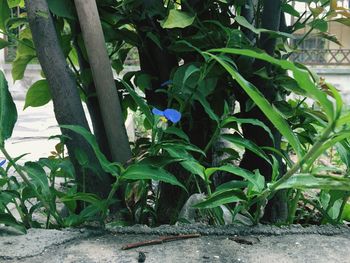 Plants growing in garden