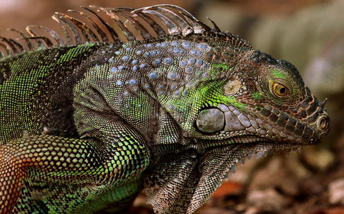 Close-up of a lizard