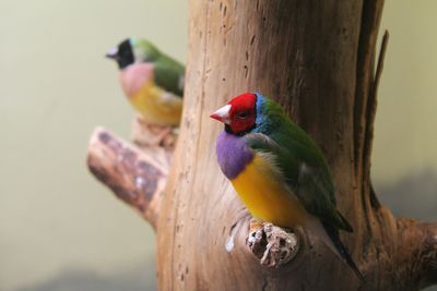 Close-up of gouldian finches perching on tree trunk