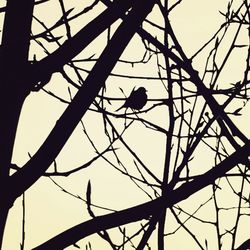 Low angle view of birds perching on power line