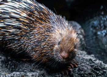 Close-up of porcupine