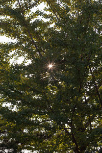 Low angle view of trees against sky