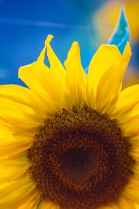 Close-up of sunflower