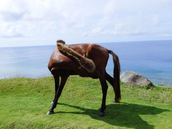 Horse in a field