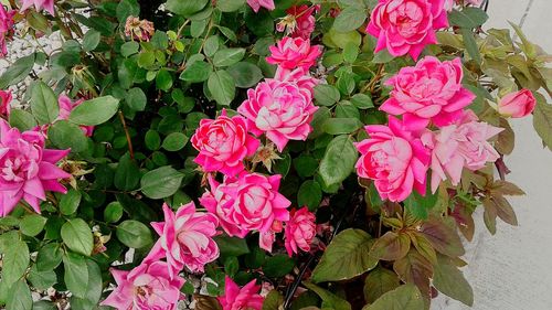 Pink flowers blooming outdoors