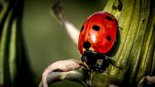 Close-up of ladybug on plant