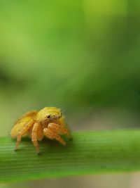 Close-up of spider on leaf