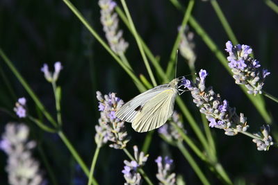 Close-up of butterfly pollinating on purple flower