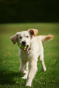 Dogs running on grassy field