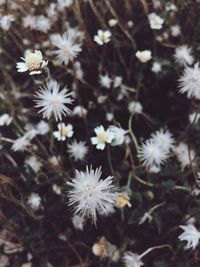 Close-up of white flowers blooming outdoors