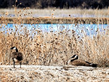 Birds perching on lake