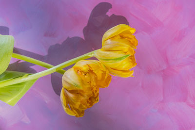 Close-up of yellow flowering plant