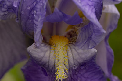 Close-up of purple iris flower