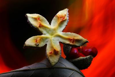 Close-up of red flower