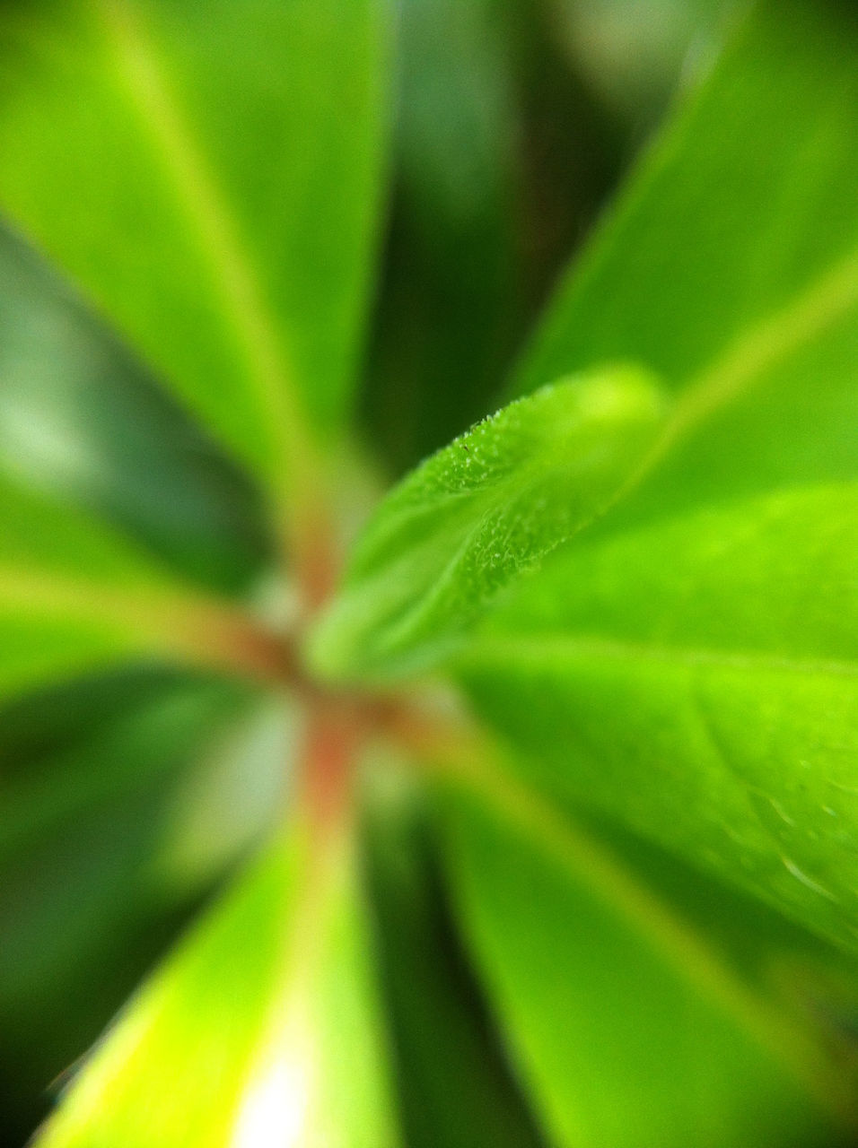 leaf, green color, growth, close-up, selective focus, nature, plant, freshness, focus on foreground, beauty in nature, leaf vein, fragility, green, outdoors, no people, day, natural pattern, backgrounds, full frame, macro