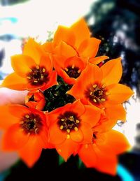 Close-up of orange flowers blooming outdoors