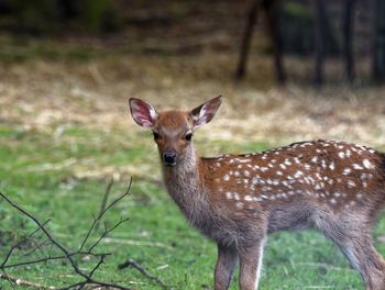 Portrait of deer standing on field