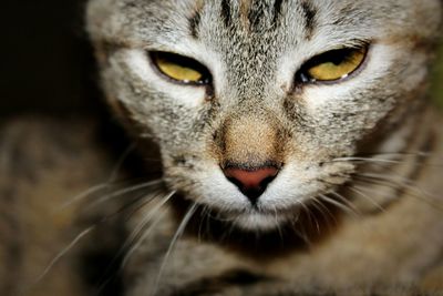 Close-up portrait of cat