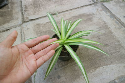 Close-up of hand holding plant