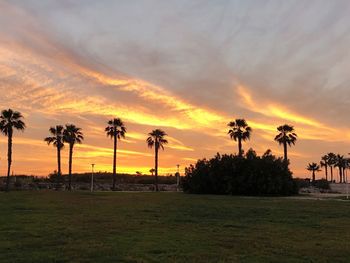 Silhouette palm trees on field against sky at sunset