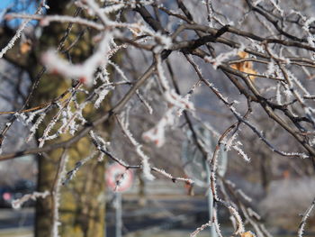 Close-up of snow on branch