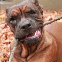 Close-up portrait of a dog with stick