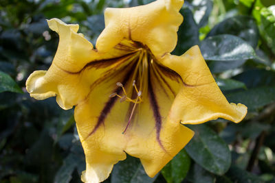 Close-up of yellow flowering plant