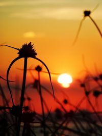 Close-up of silhouette plants against orange sunset sky