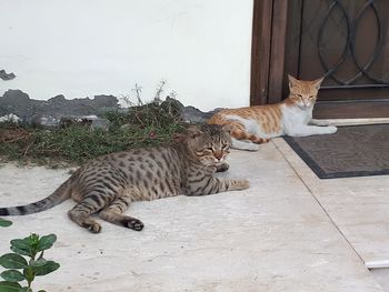 Cats lying down in front of a door